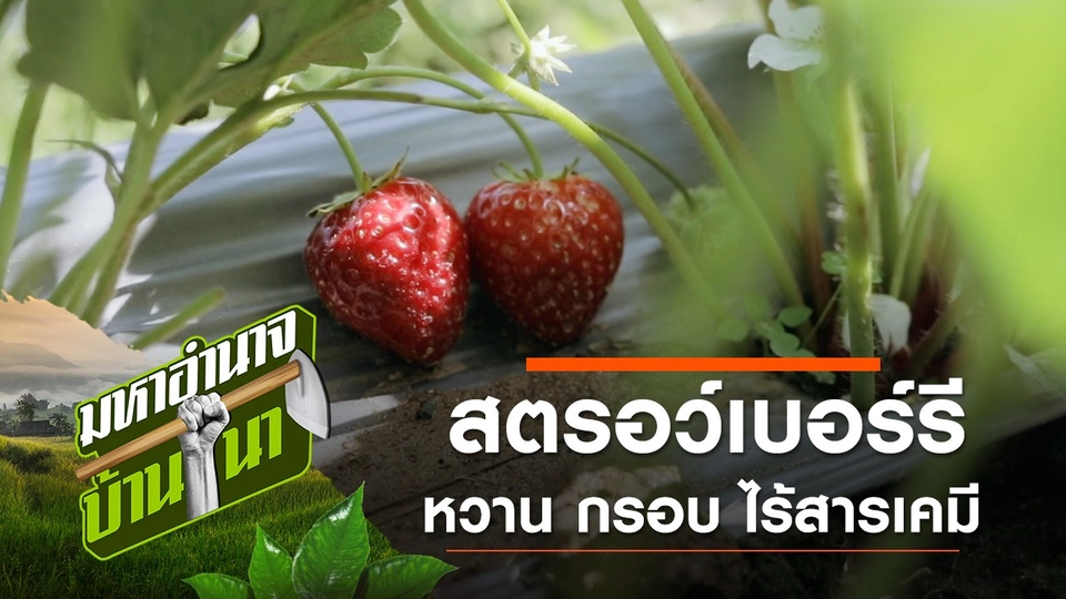 สตรอว์เบอร์รี