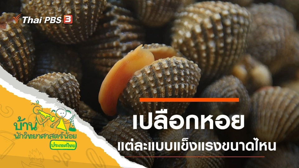 เปลือกหอย