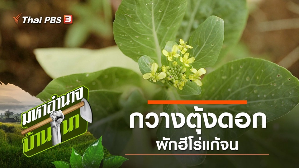 กวางตุ้งดอกผักฮีโร่แก้จน