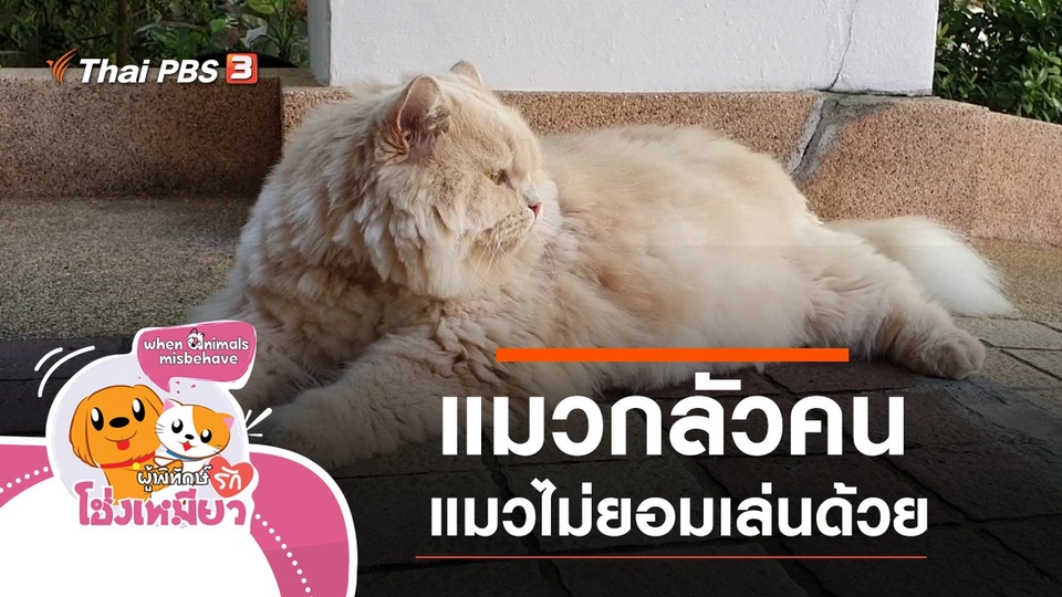 แมวกลัวคน แมวไม่ยอมเล่นด้วย