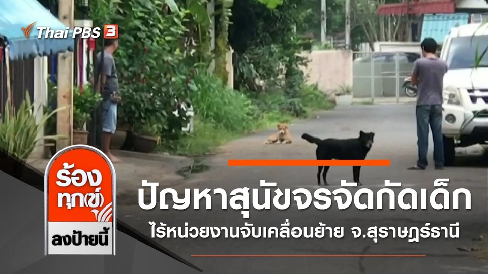 ปัญหาสุนัขจรจัดกัดเด็ก ไร้หน่วยงานจับเคลื่อนย้าย จ.สุราษฎร์ธานี
