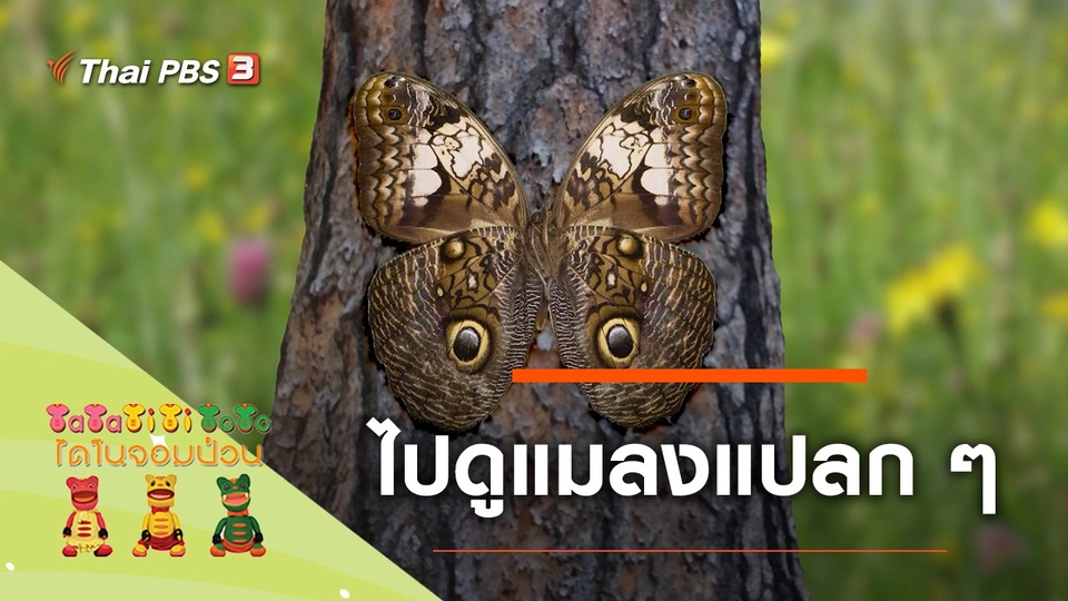 ไปดูแมลงแปลก ๆ