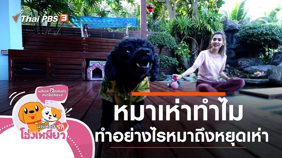 หมาเห่าทำไม ทำอย่างไรหมาถึงหยุดเห่า