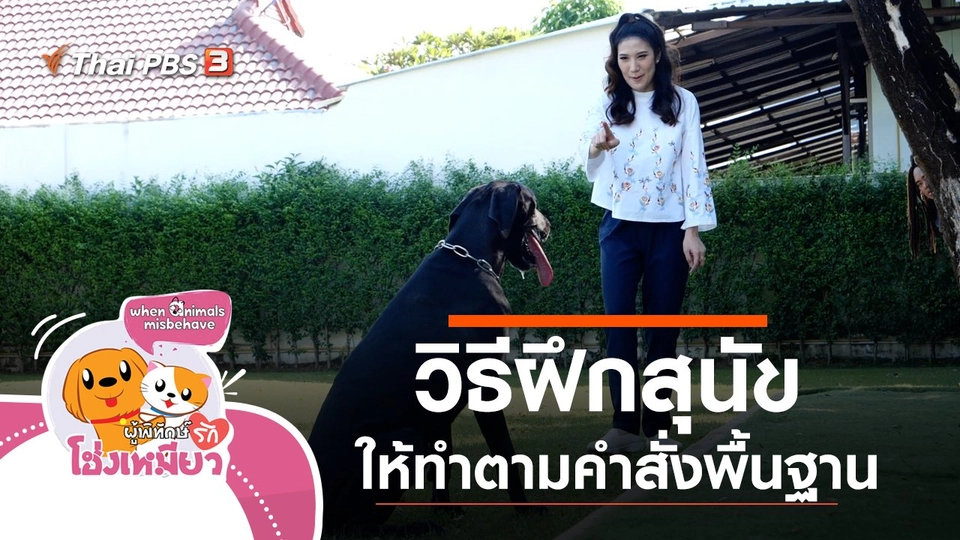 วิธีฝึกสุนัขให้ทำตามคำสั่งพื้นฐาน