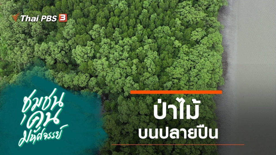 ป่าไม้บนปลายปืน