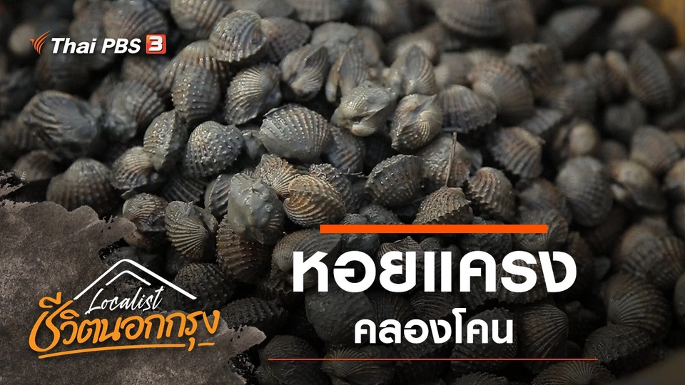 หอยแครง คลองโคน
