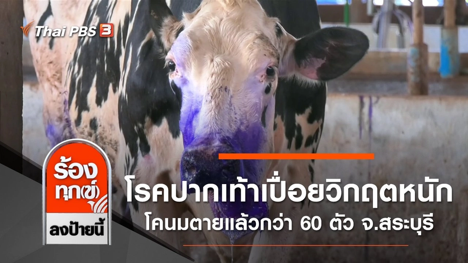 โรคปากเท้าเปื่อยวิกฤตหนัก โคนมตายแล้วกว่า 60 ตัว จ.สระบุรี