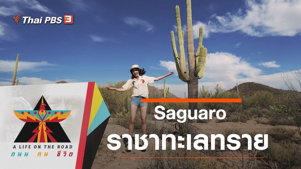 Saguaro : ราชาทะเลทราย