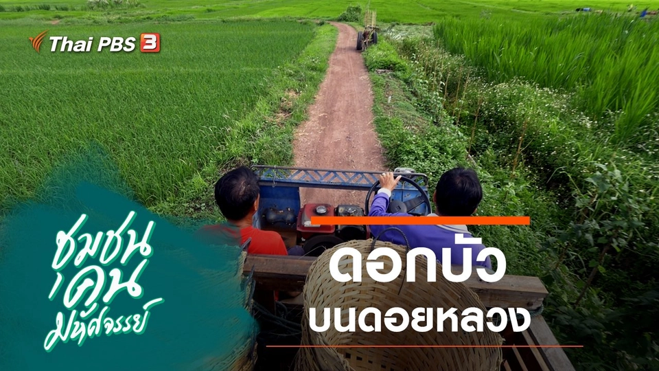 ดอกบัวบนดอยหลวง