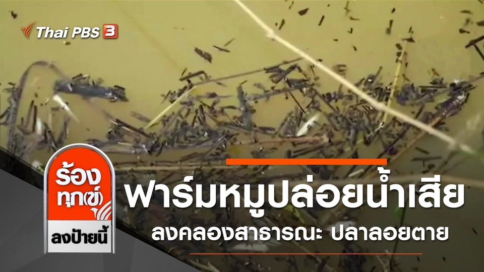 ฟาร์มหมูปล่อยน้ำเสียลงคลองสาธารณะ ปลาลอยตาย จ.พัทลุง