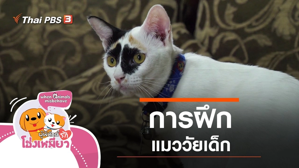 การฝึกแมววัยเด็ก