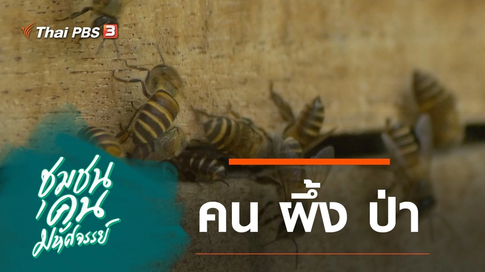 คน ผึ้ง ป่า