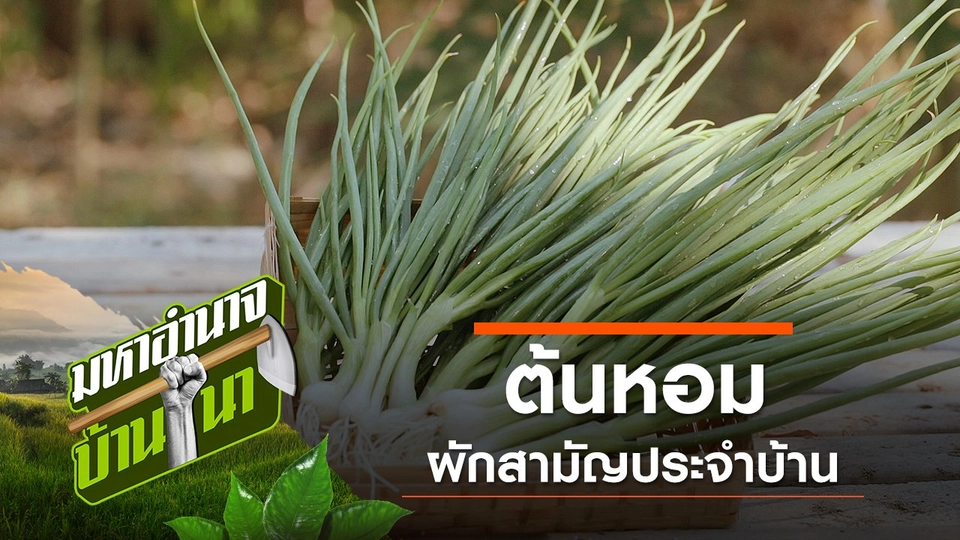 ต้นหอม ผักสามัญประจำบ้าน