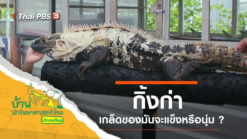 กิ้งก่า (อีกัวน่า)