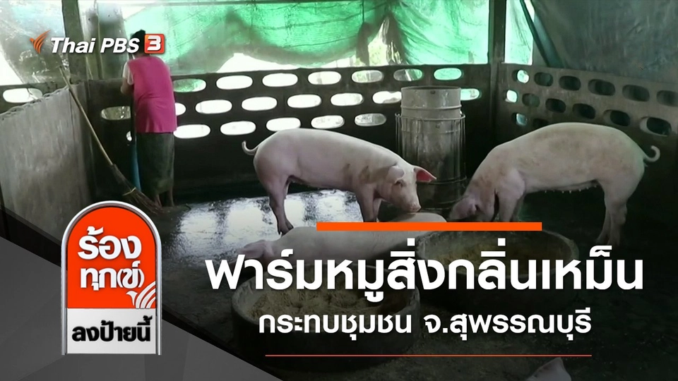 ฟาร์มหมูสิ่งกลิ่นเหม็นกระทบชุมชน จ.สุพรรณบุรี