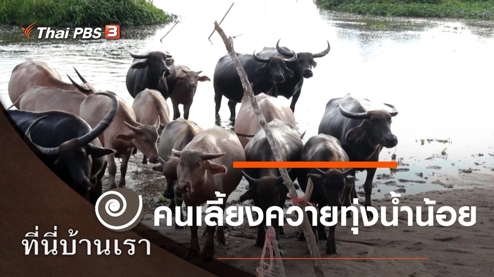 คนเลี้ยงควายทุ่งน้ำน้อย