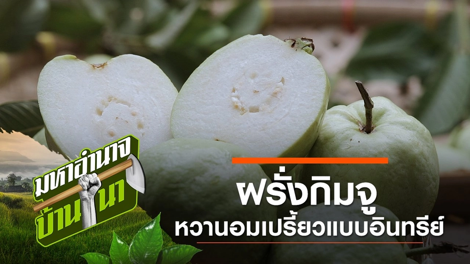 ฝรั่งกิมจู