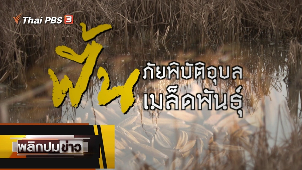 ฟื้นภัยพิบัติอุบล ฟื้นเมล็ดพันธุ์