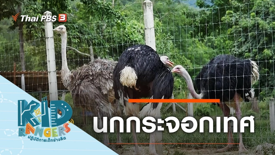 นกกระจอกเทศ