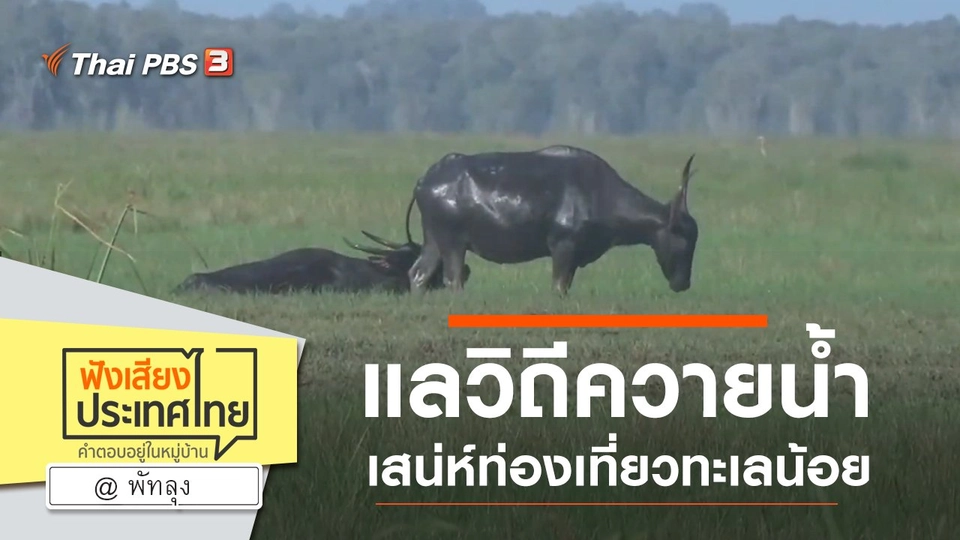 Online first Ep.83 แลวิถีควายน้ำ เสน่ห์ท่องเที่ยวทะเลน้อย จ.พัทลุง