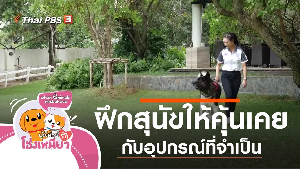 ฝึกสุนัขให้คุ้นเคยกับอุปกรณ์ที่จำเป็น