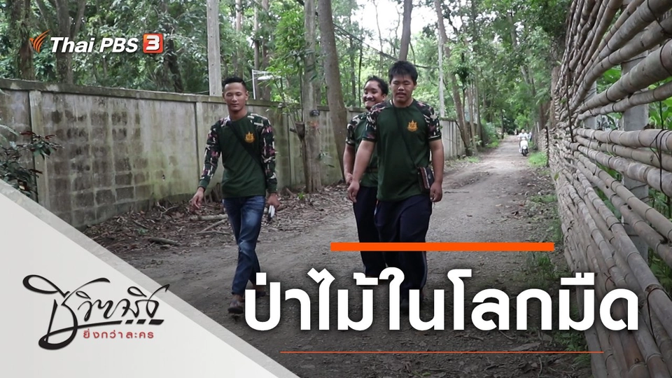 ป่าไม้ในโลกมืด