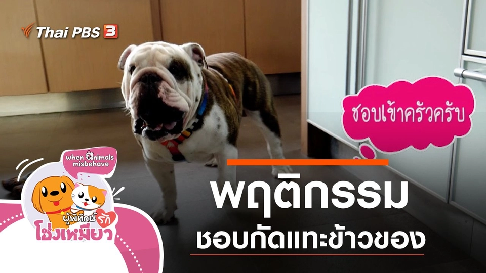 พฤติกรรมชอบกัดแทะข้าวของ