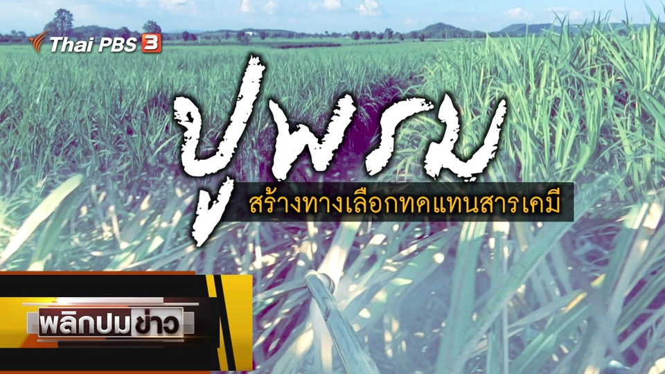 ปูพรมสร้างทางเลือกทดแทนสารเคมี
