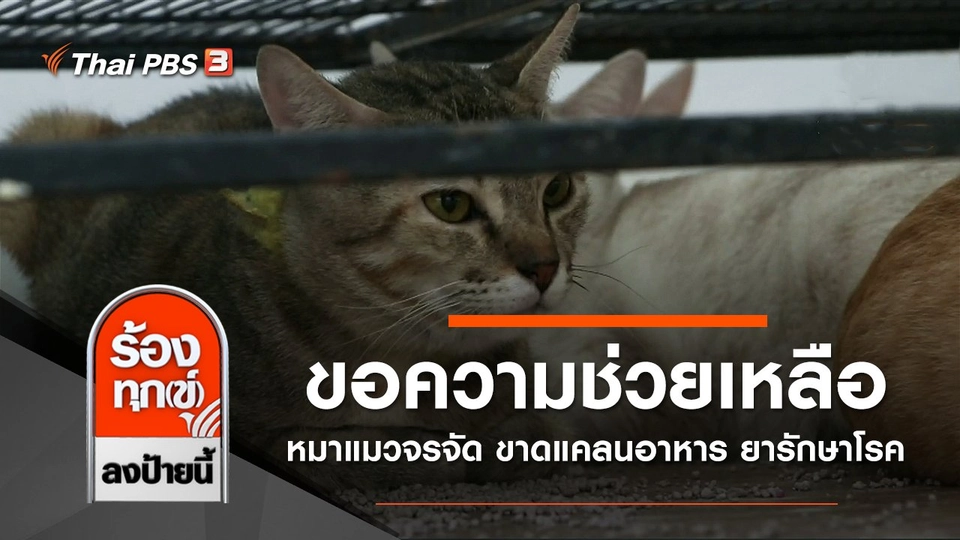 ขอความช่วยเหลือหมาแมวจรจัด ขาดแคลนอาหาร ยารักษาโรค กทม.