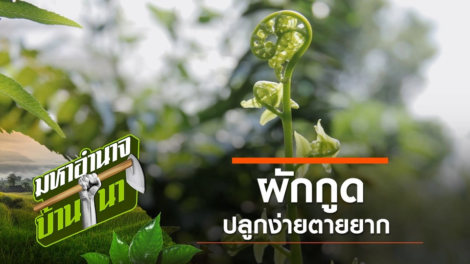 ผักกูดปลูกง่ายตายยาก