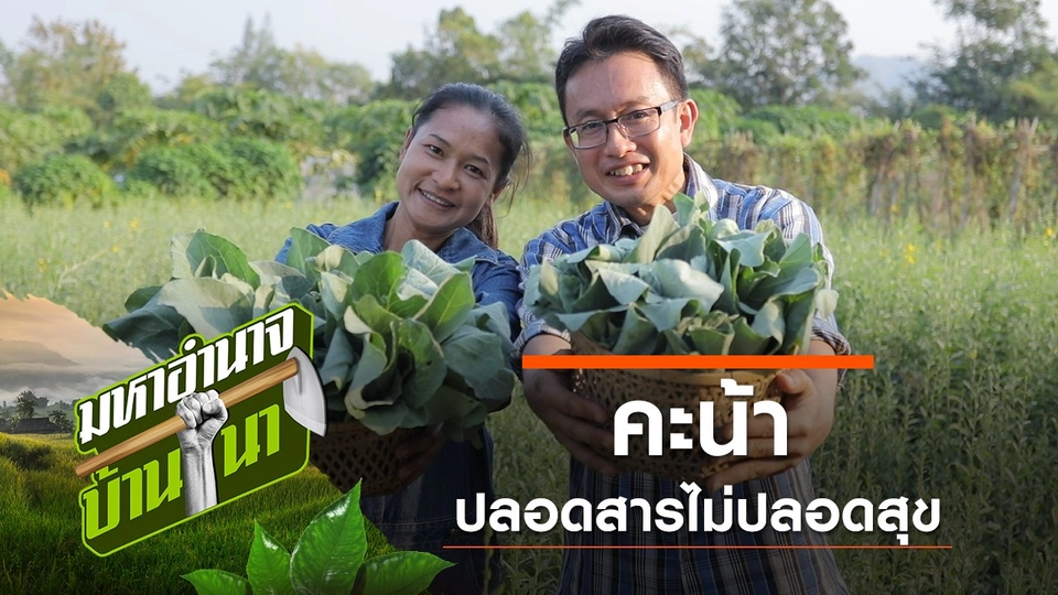 คะน้า ปลอดสารไม่ปลอดสุข