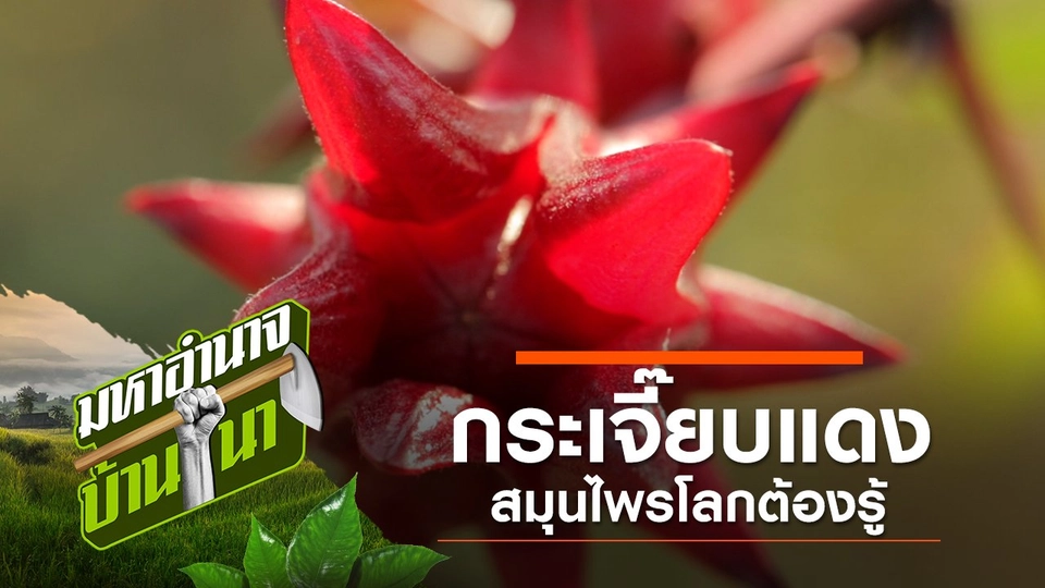 กระเจี๊ยบแดง สมุนไพรโลกต้องรู้