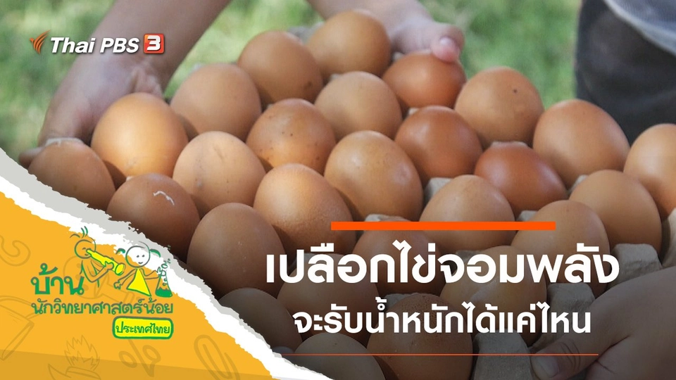 เปลือกไข่จอมพลัง