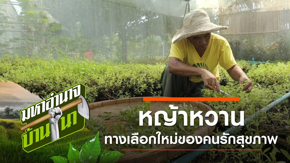 หญ้าหวาน ทางเลือกใหม่ของคนรักสุขภาพ