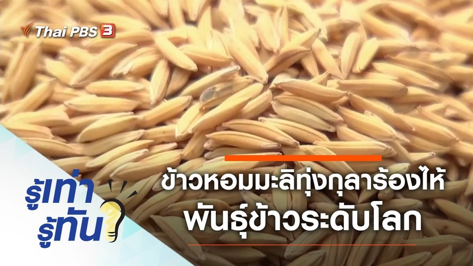 ข้าวหอมมะลิทุ่งกุลาร้องไห้ พันธุ์ข้าวระดับโลก