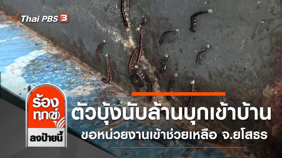 ตัวบุ้งนับล้านบุกเข้าบ้าน ขอหน่วยงานเข้าช่วยเหลือ จ.ยโสธร