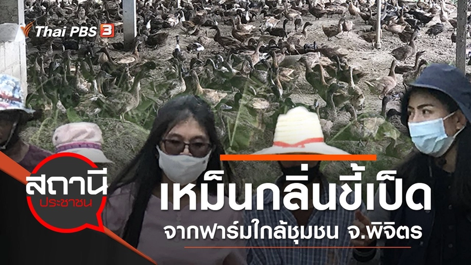 เหม็นกลิ่นขี้เป็ด กว่า 6,000 ตัว จากฟาร์มใกล้ชุมชน จ.พิจิตร