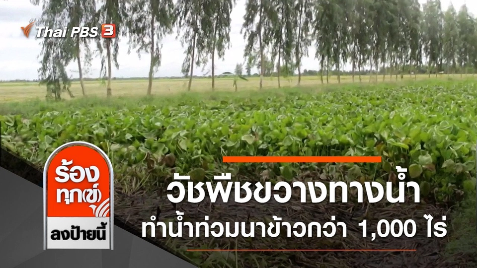 วัชพืชขวางทางน้ำ ทำน้ำท่วมนาข้าวกว่า 1,000 ไร่ จ.เพชรบุรี