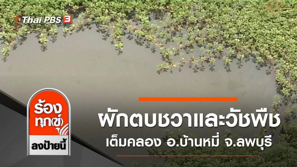 ผักตบชวาและวัชพืชเต็มคลอง อ.บ้านหมี่ จ.ลพบุรี