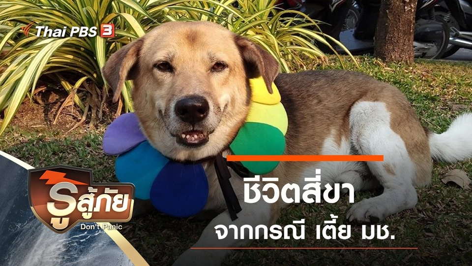 ชีวิตสี่ขา