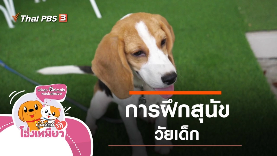 การฝึกสุนัขวัยเด็ก