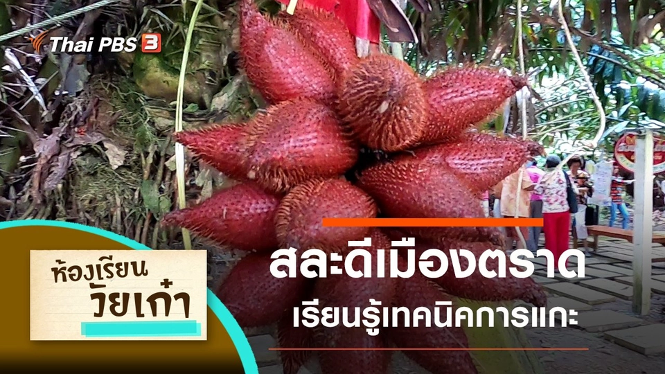 สละดีเมืองตราด