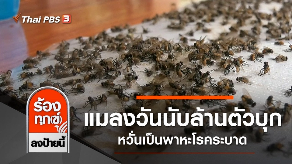 แมลงวันนับล้านตัวบุกชุมชน หวั่นเป็นพาหะโรคระบาด จ.สระบุรี