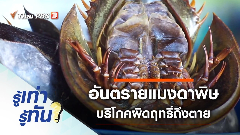 อันตรายแมงดาพิษ บริโภคผิดฤทธิ์ถึงตาย