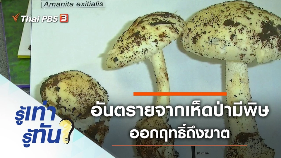 อันตรายจากเห็ดป่ามีพิษ ออกฤทธิ์ถึงฆาต