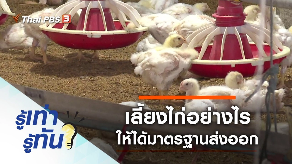 เลี้ยงไก่อย่างไรให้ได้มาตรฐานส่งออก