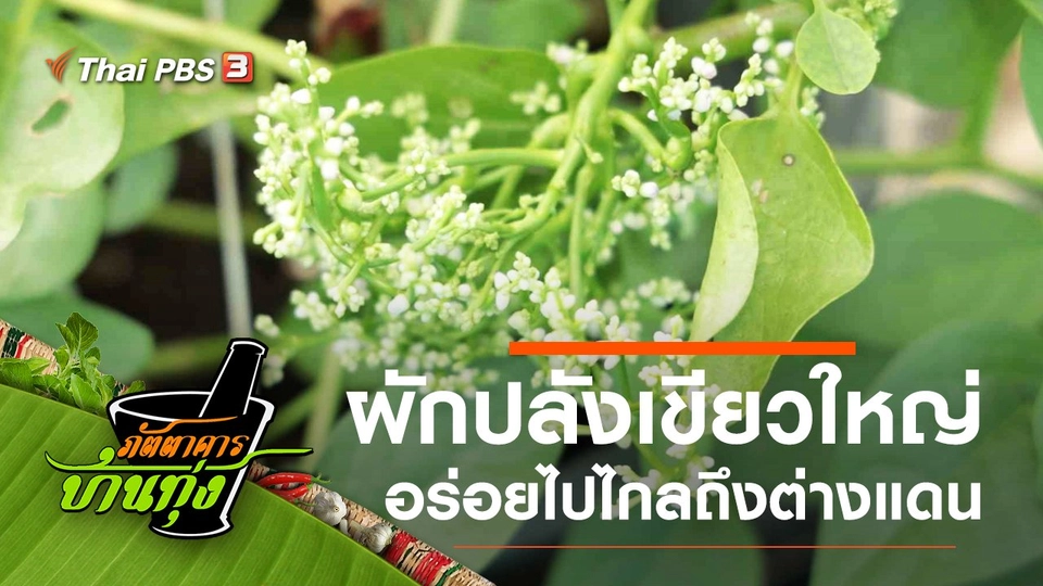 ผักปลังเขียวใหญ่