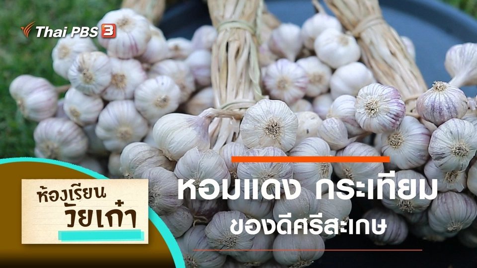 หอมแดง กระเทียม ของดีศรีสะเกษ