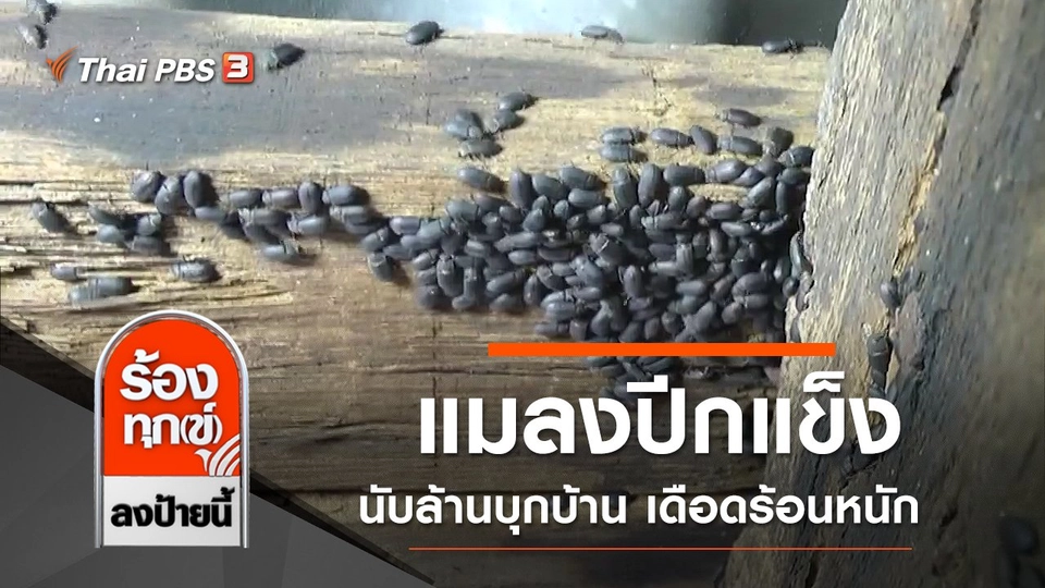 แมลงปีกแข็งนับล้านบุกบ้าน เดือดร้อนหนัก จ.ลพบุรี