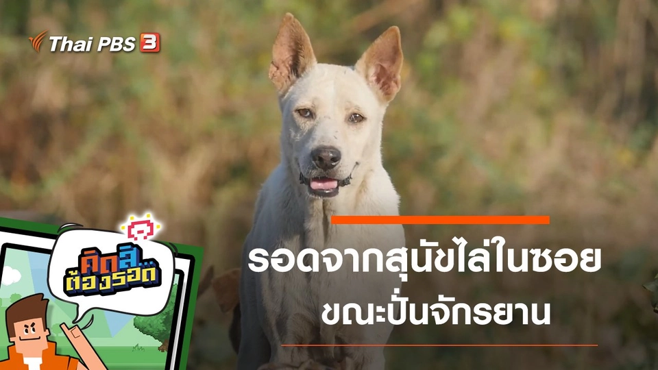 รอดจากสุนัขไล่ในซอย ขณะปั่นจักรยาน